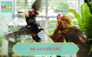 ĐÁ GÀ CỰA SẮT 79KING