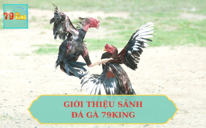 GIỚI THIỆU SẢNH ĐÁ GÀ 79KING