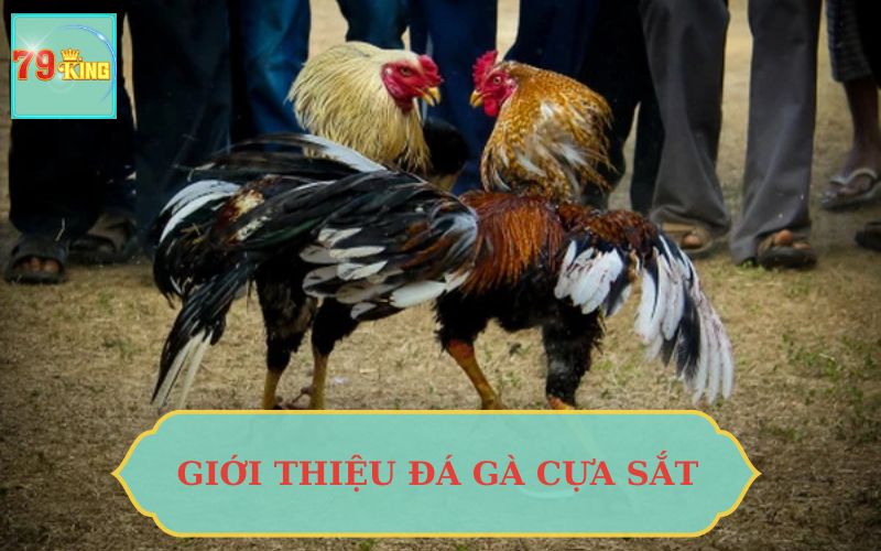 GIỚI THIỆU ĐÁ GÀ CỰA SẮT CAMPUCHIA TẠI 79KING