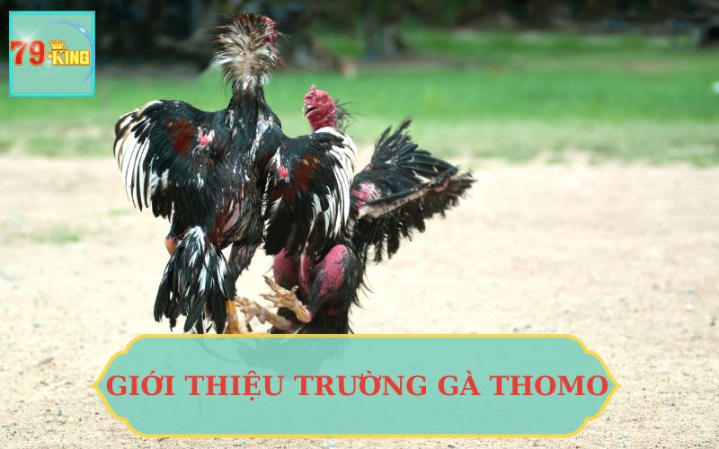 GIỚI THIỆU TRƯỜNG GÀ THOMO